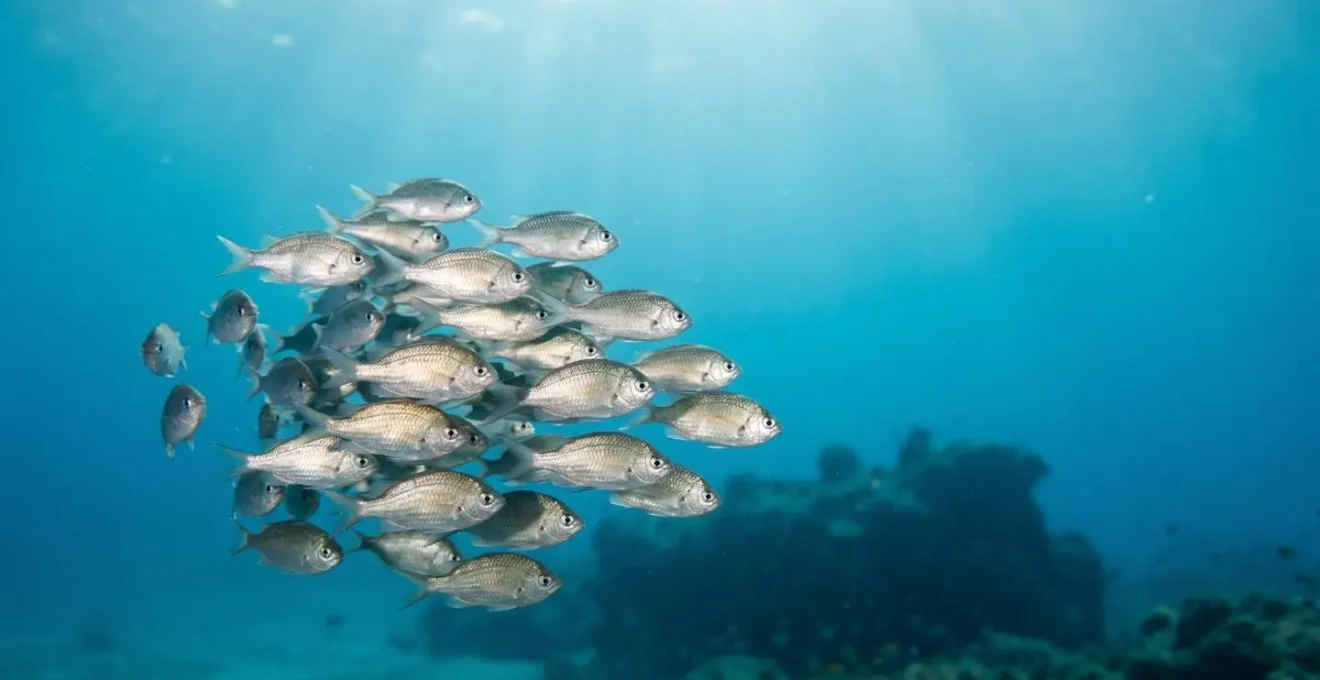 Vue sous-marine rapprochée d'un banc de poissons argentés dans l'eau bleue méditerranéenne avec lumière naturelle douce