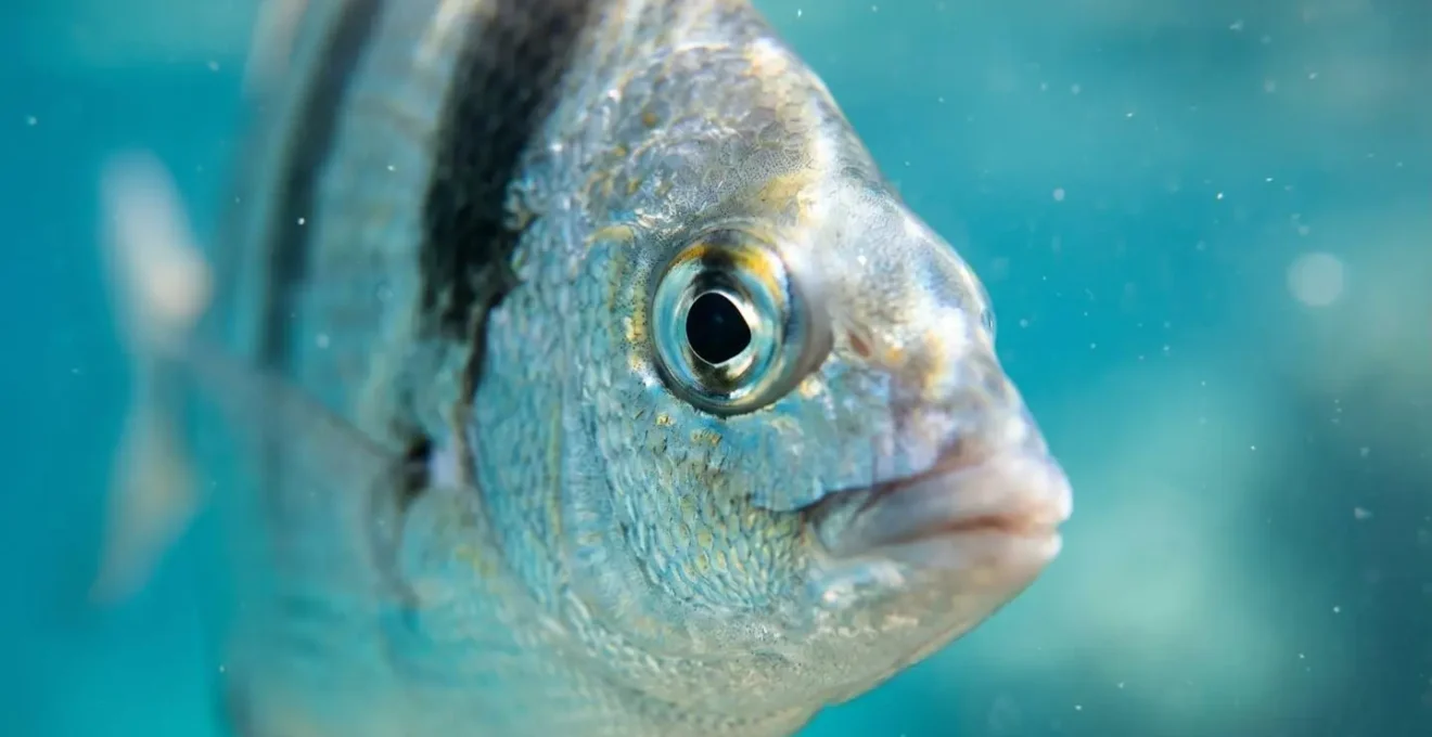 Scène sous-marine montrant l'interaction harmonieuse entre observateur et faune marine dans un environnement aquatique préservé