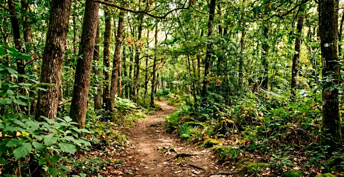 Sentier isolé en forêt française propice à la randonnée naturiste avec végétation dense et lumière naturelle