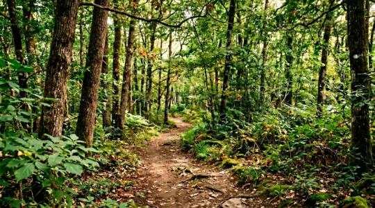 Sentier isolé en forêt française propice à la randonnée naturiste avec végétation dense et lumière naturelle