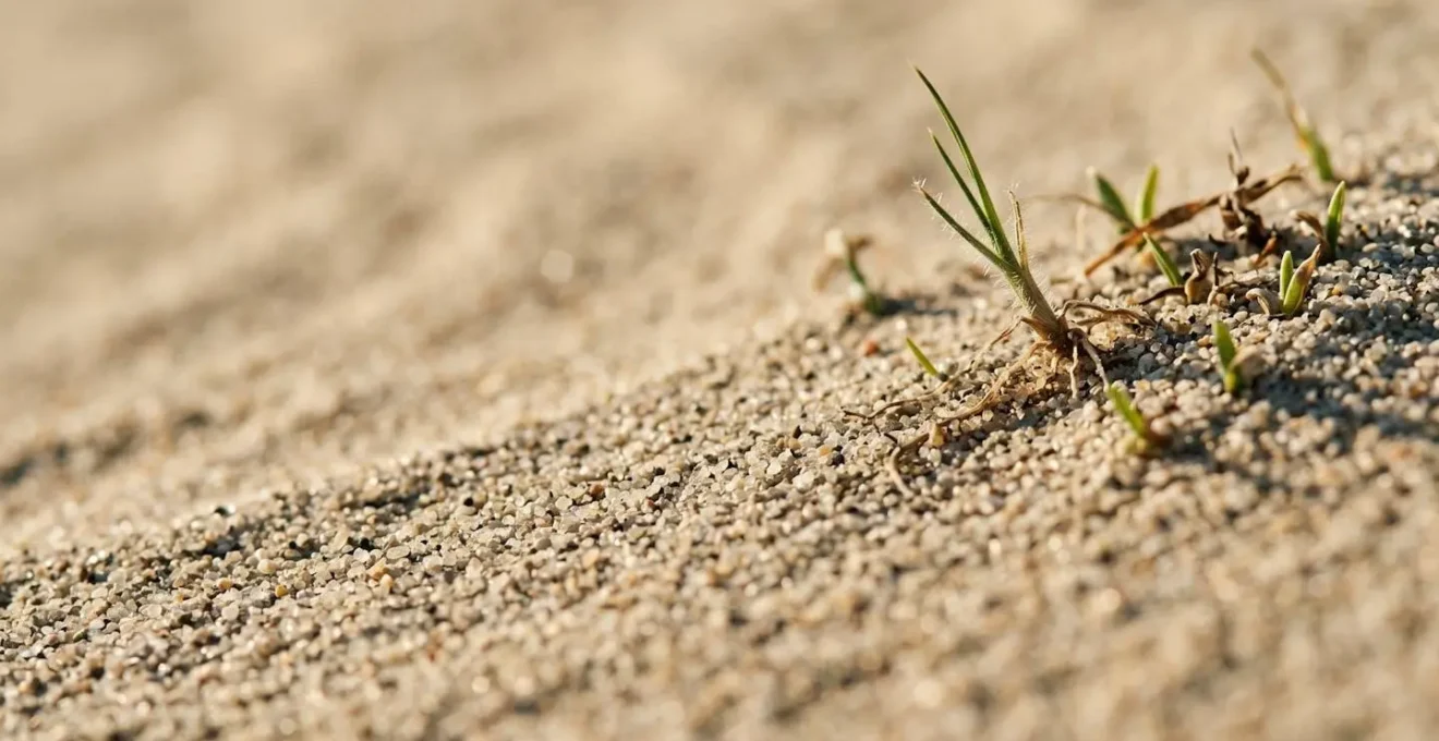 Gros plan sur le sable dunaire révélant les détails microscopiques et la fragilité de l'écosystème nécessitant une attention constante