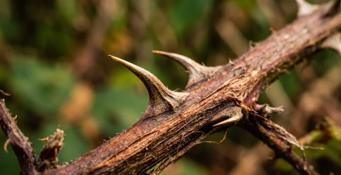 Détail macro de végétation épineuse typique des sentiers français avec ronces et épines en gros plan