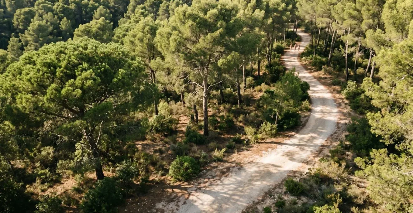 Vue en plongée d'un chemin balisé serpentant à travers une pinède avec zones d'ombre et de lumière naturelles